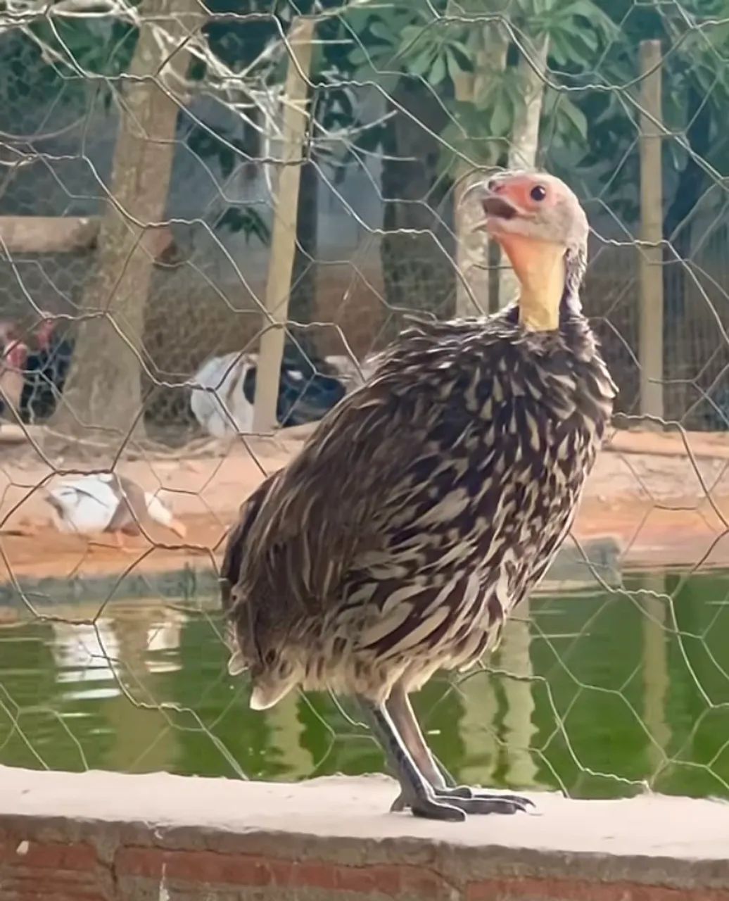 Galinha francolin  - Foto 2