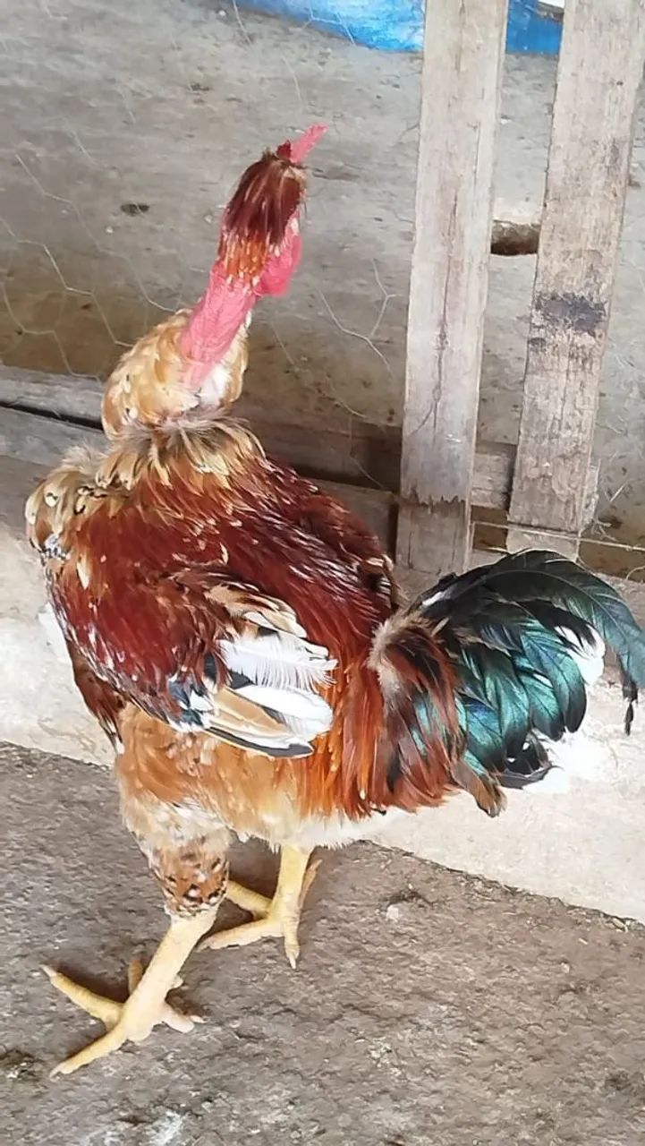 Vendo frango GSB Polaco.