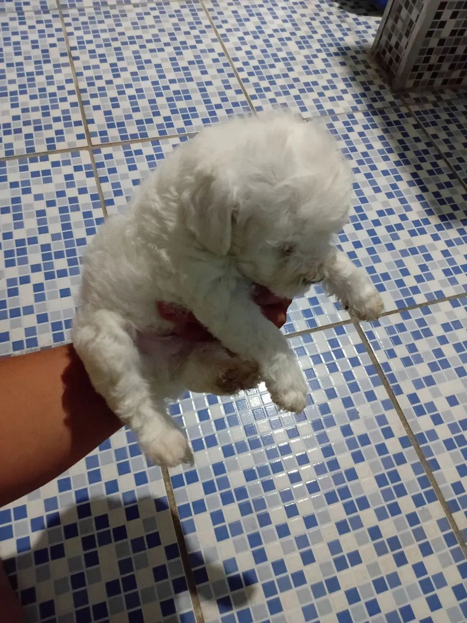 Poodle toy