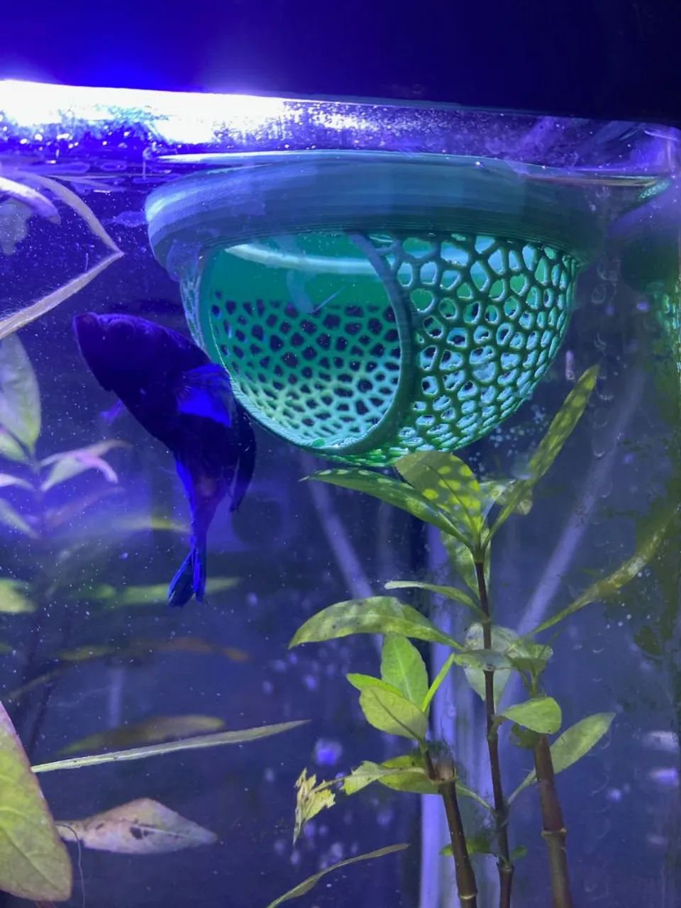 Cama para beta - Foto 2