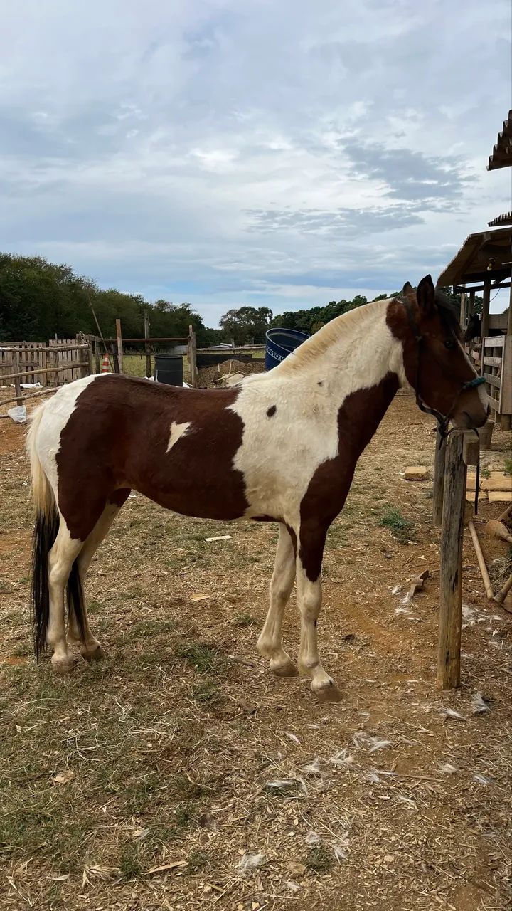 VENDE-SE égua piquira - Foto 2