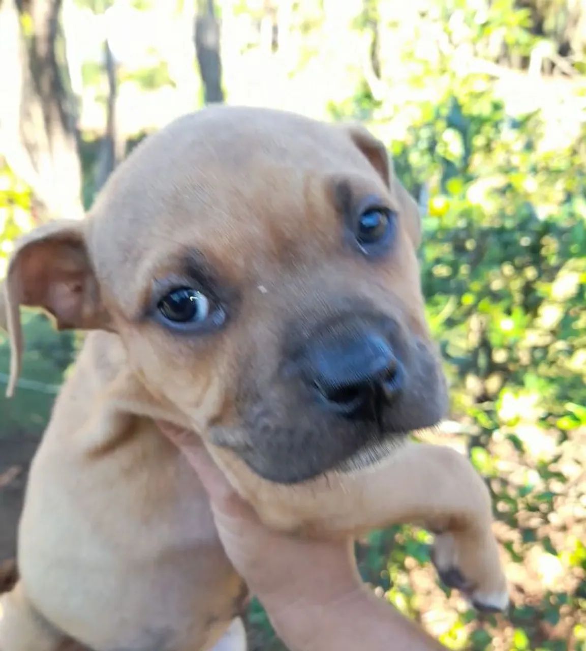 PitBull - Pit Monster.  - Foto 4