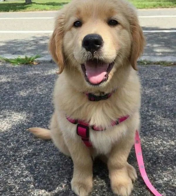 Golden Retriever Filhote Alegre e Saudável