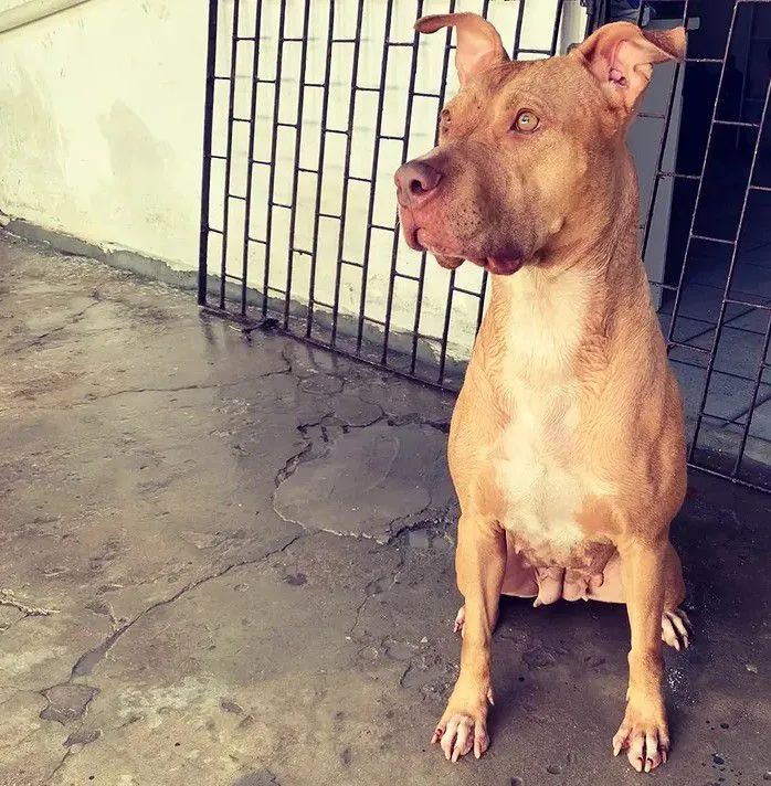 Doação Pit bull - Foto 2