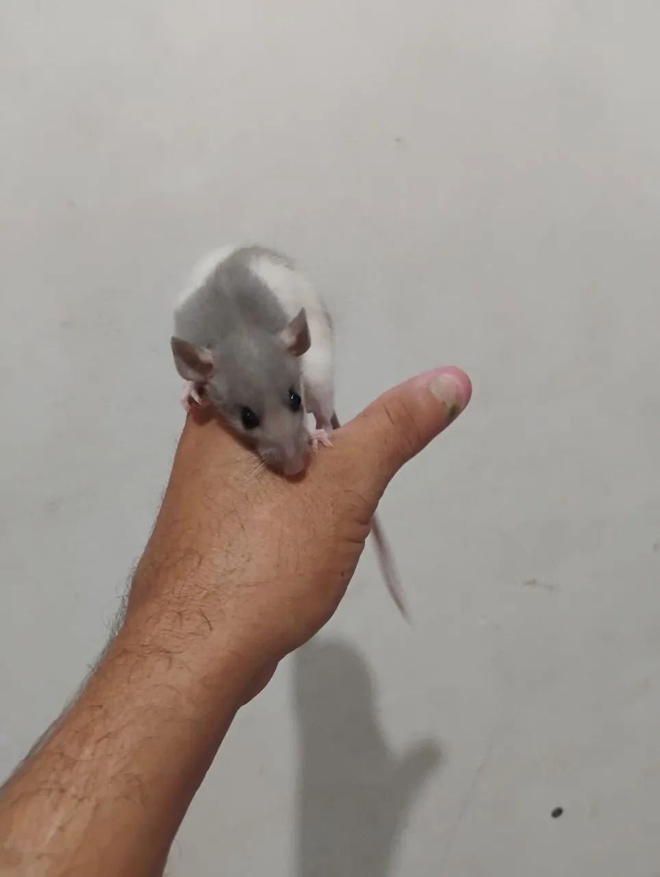 Lindos mercol Twister 50 reais cada  - Foto 4