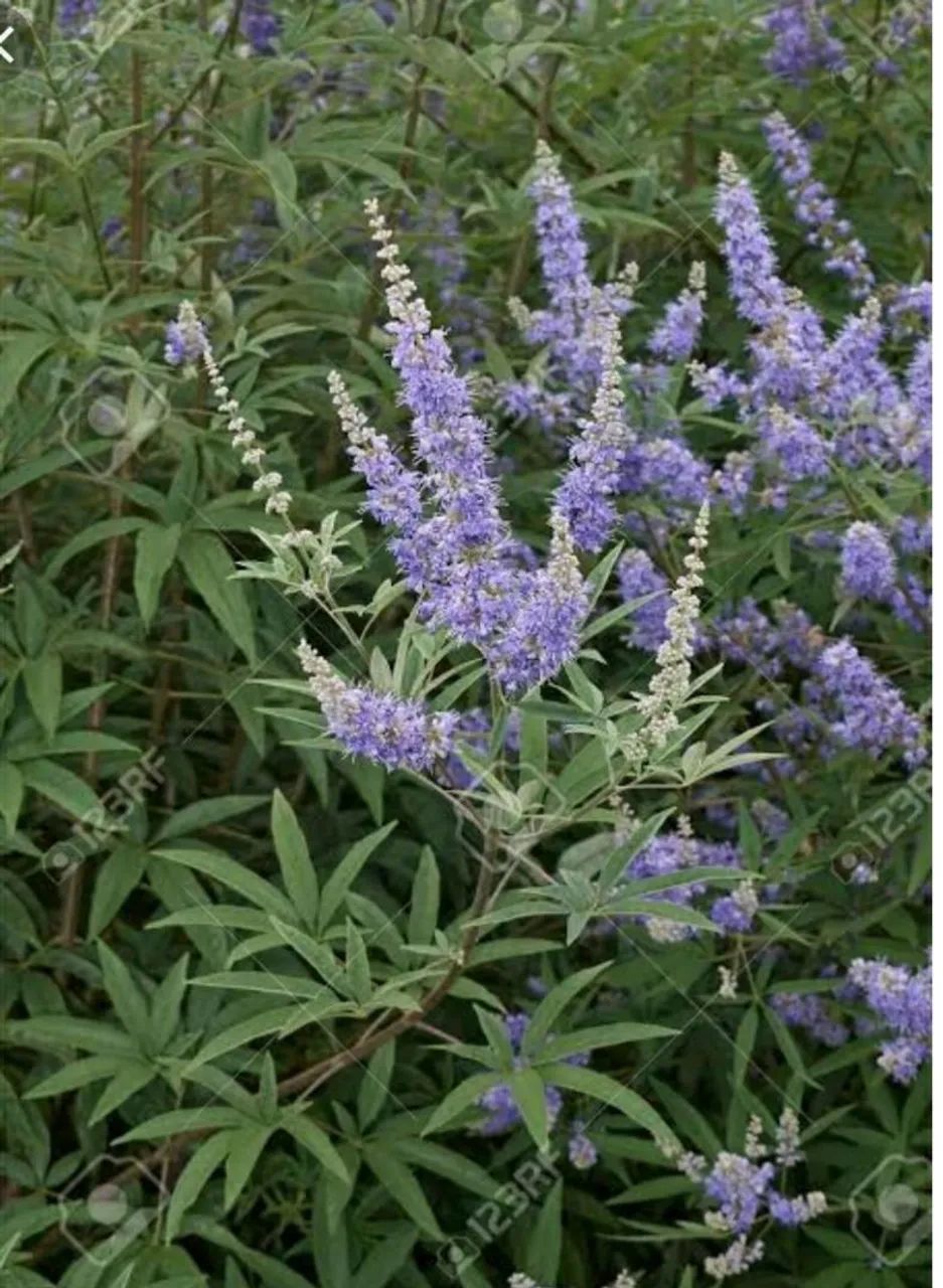 Mudas de Vitex Agnus Castus