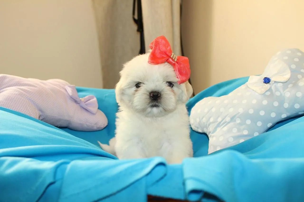 SHIHTZU ursinhos  - Foto 2