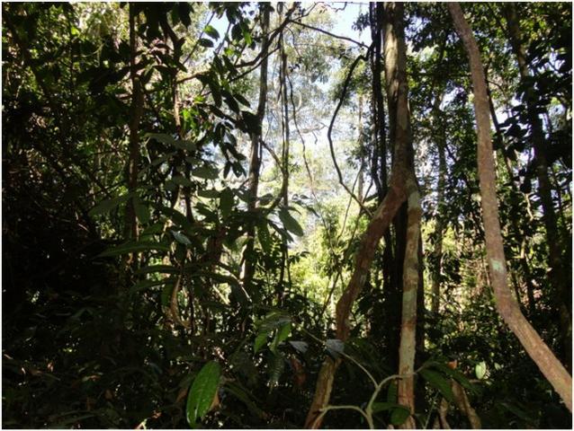 Área de Mato de 140 alqueires, 72 km de Castelo de Sonhos -PA - Foto 3