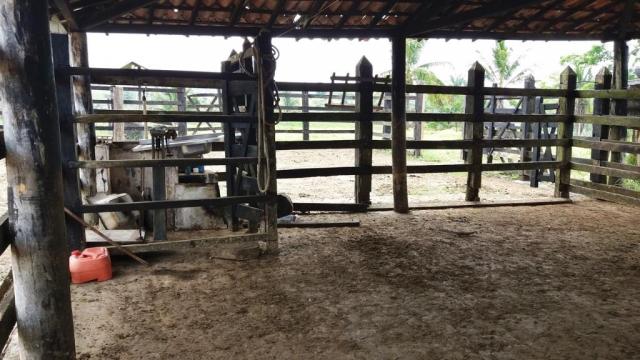 Fazenda 240 has em Tancredo Neves/BA - Foto 17