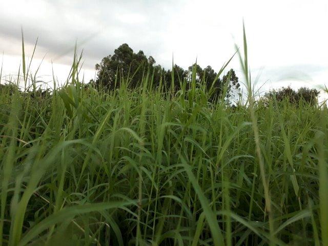 Mudas de Tifton 85 Pasto Pastagem Feno Silagem Forragem - Idealfarm