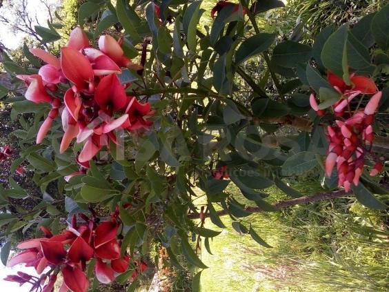 Chácara à venda em Interior, Fazenda souza cod:145 - Foto 2