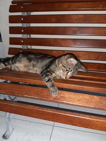 Adoção responsável - Foto 5