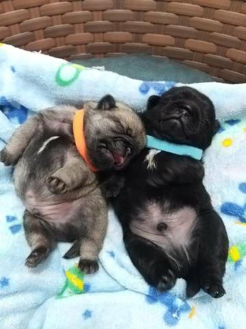 Filhotes de pug - Foto 2