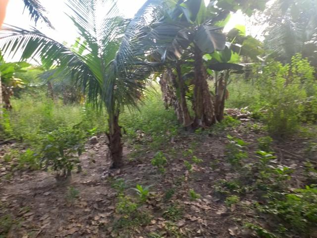 Terreno - Foto 6