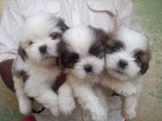 Lhasa - Foto 4