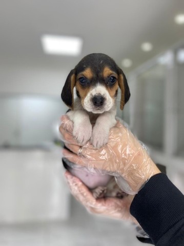 Beagle mini, a pronta entrega - Foto 2