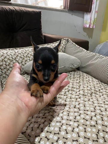 Vendo pinscher fêmea 