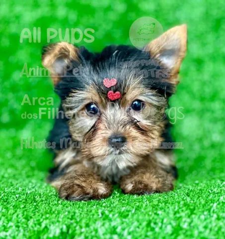 Australian silky hot sale terrier olx