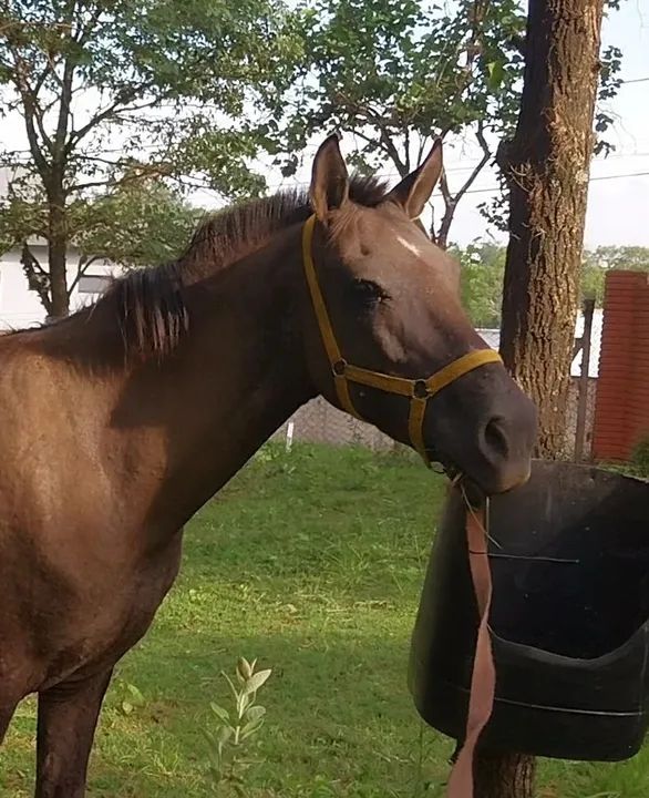 Oportunidade! Cavalo 7 anos