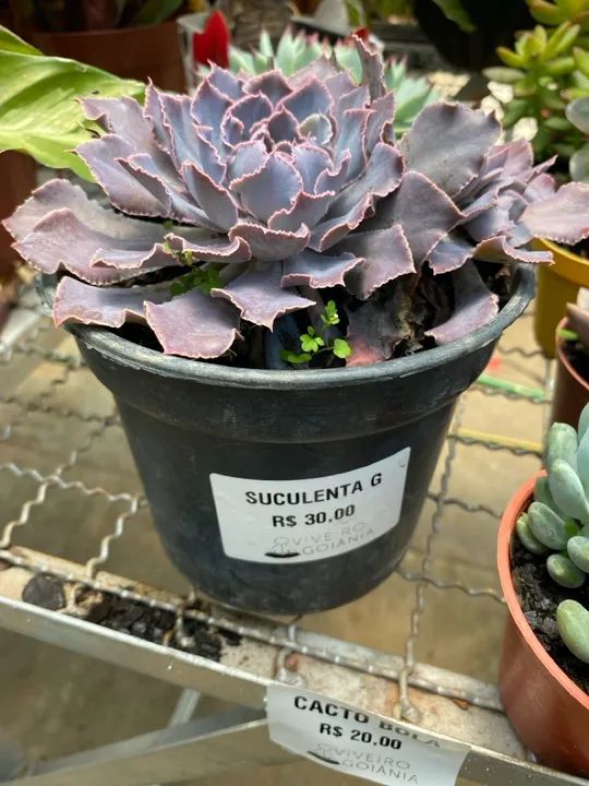 Muda de suculenta g
