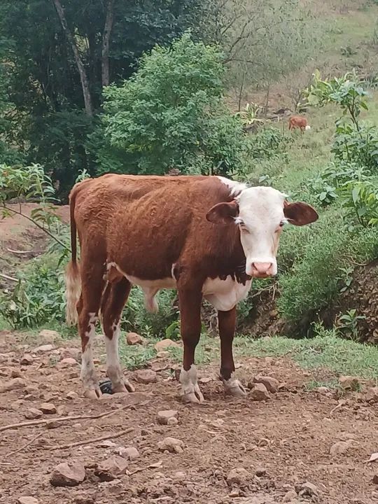 Vendo tourinhos hereford e black angus