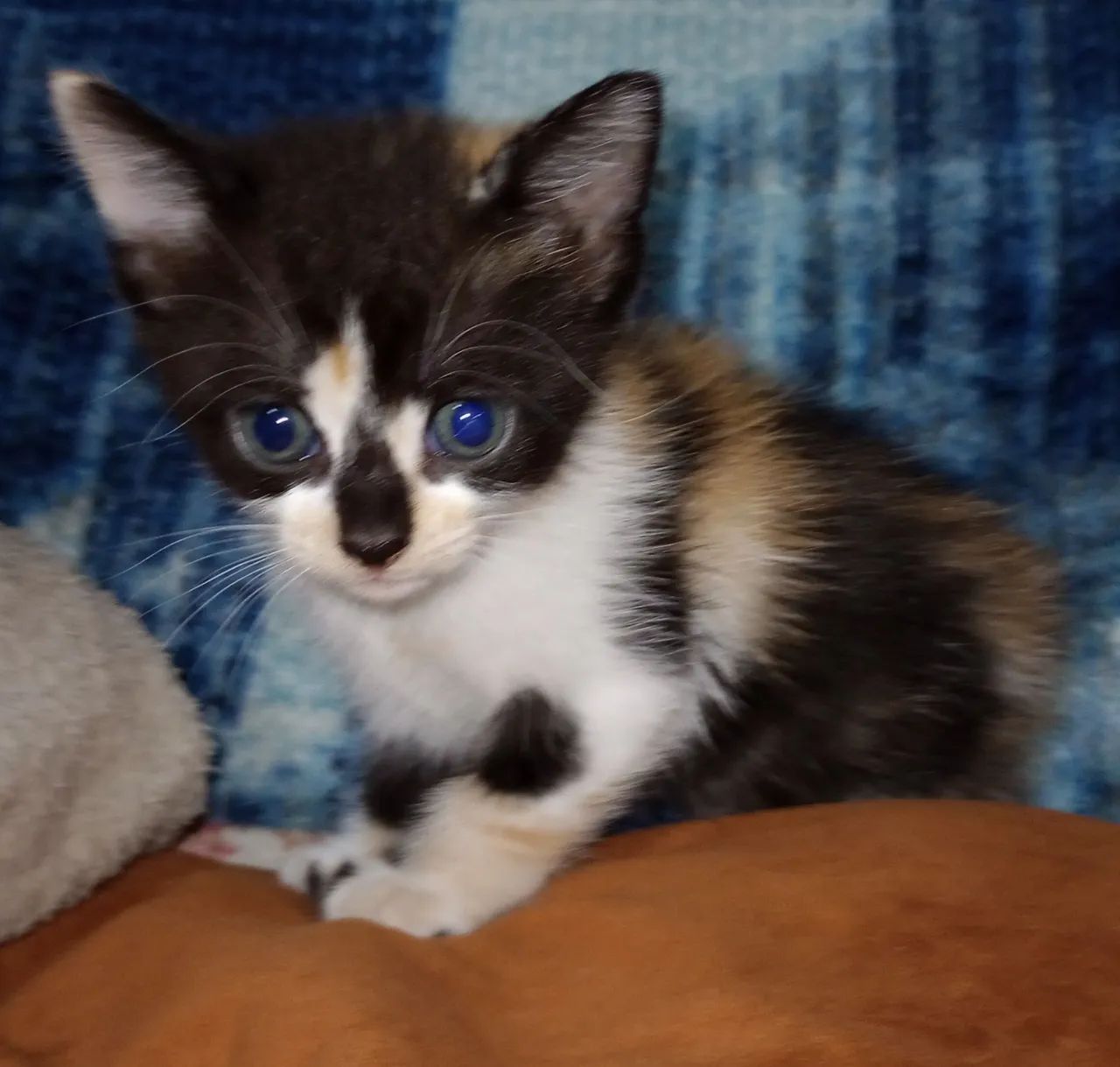 Filhote de gato (fêmea) - doação  - Foto 3