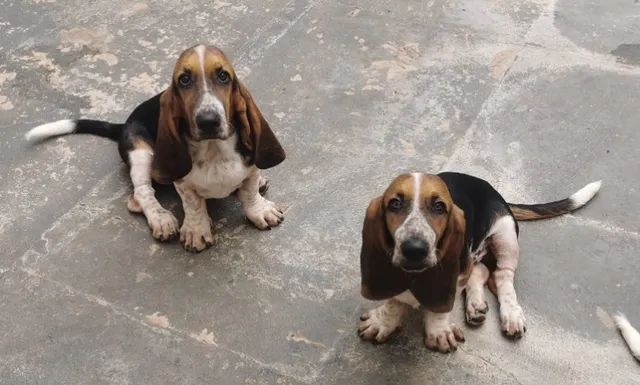 Olx best sale basset hound