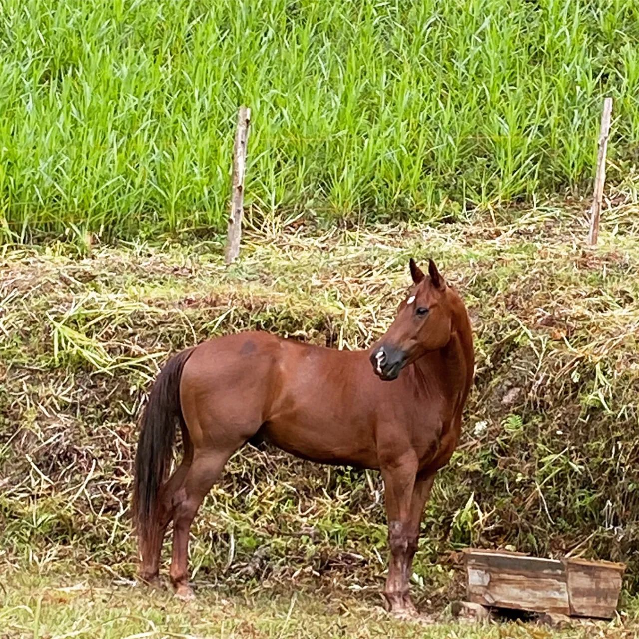 Cavalo Quarto de Milha