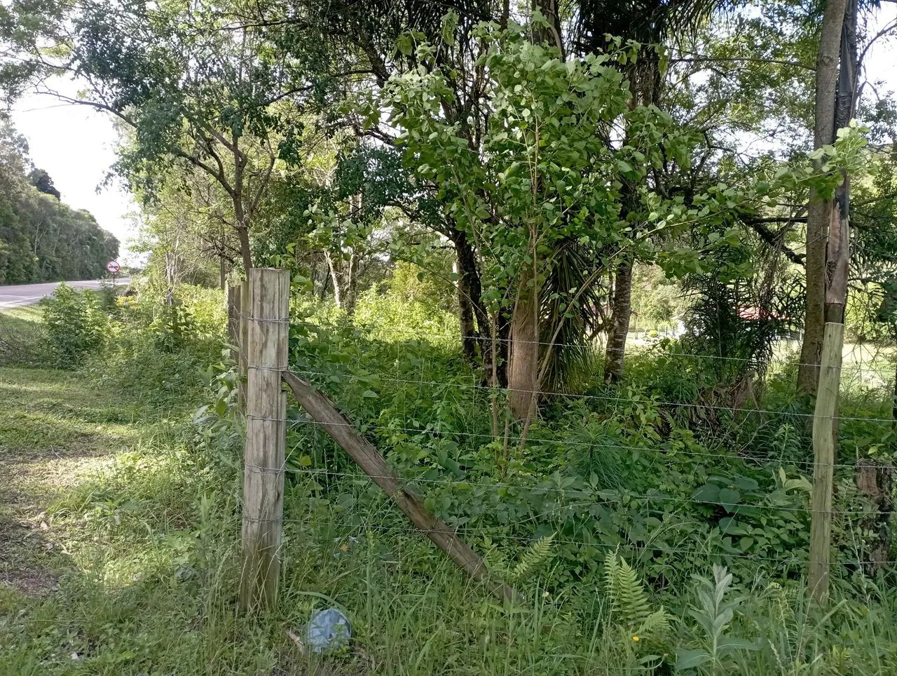 Chácara com tanque em Mandirituba  frente BR - Foto 5