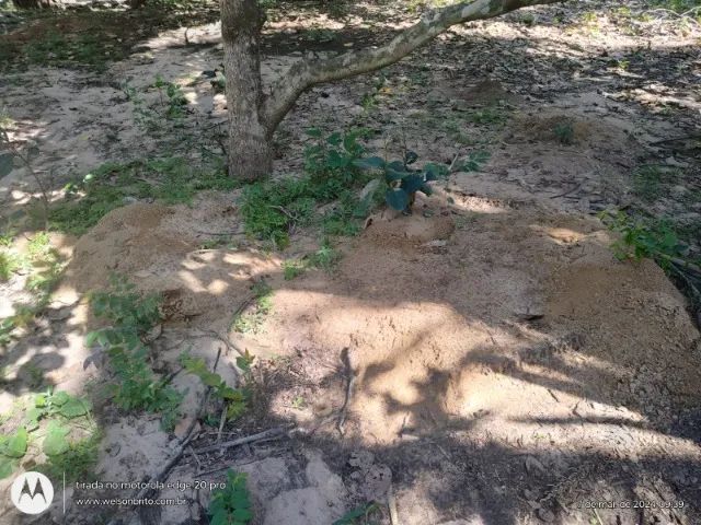 Fazenda em Timon do Maranhão - Foto 4