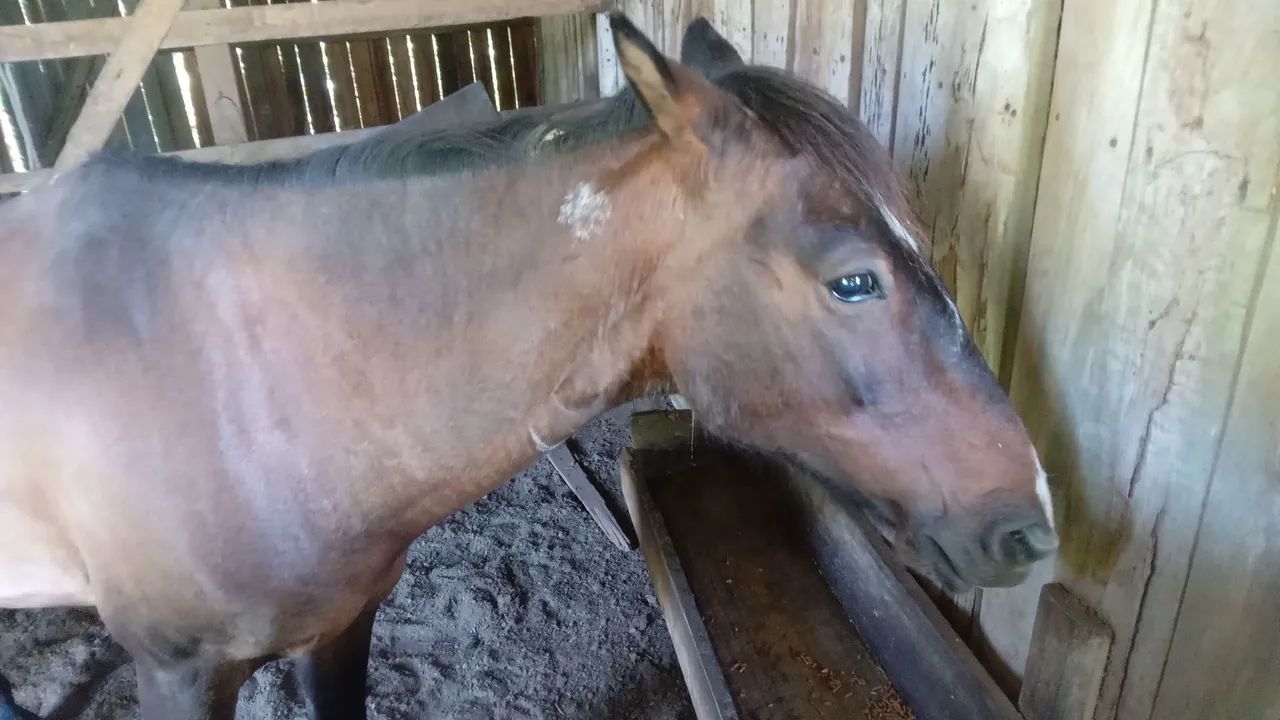 Egua cruza com Mangalarga 