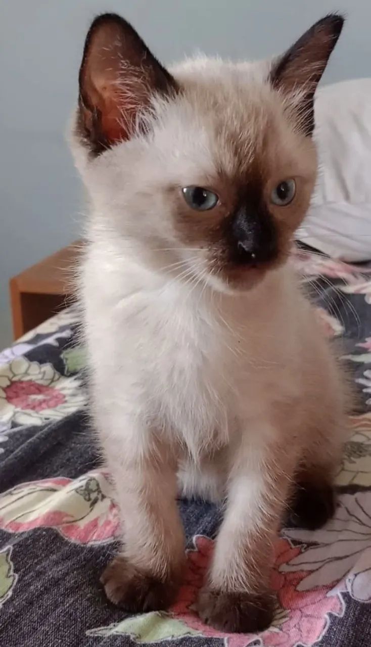 Doa-se lindo gatinho  - Foto 2