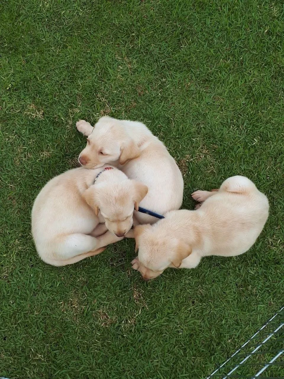 Labrador apaixonantes - Foto 2