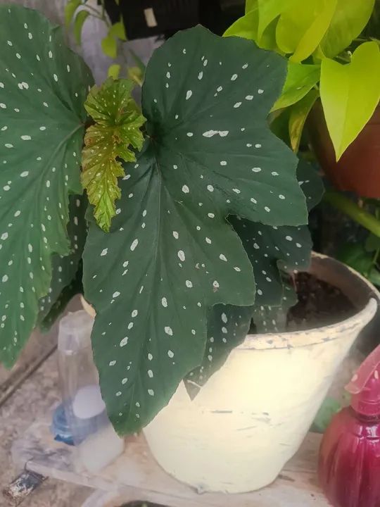 Planta Begonia Maculata - Foto 2