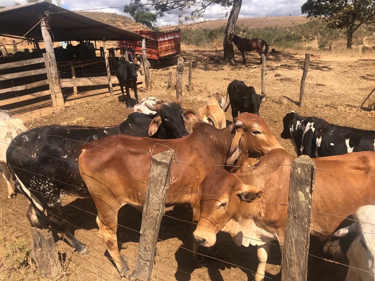 Vacas e Bezerros para Criação