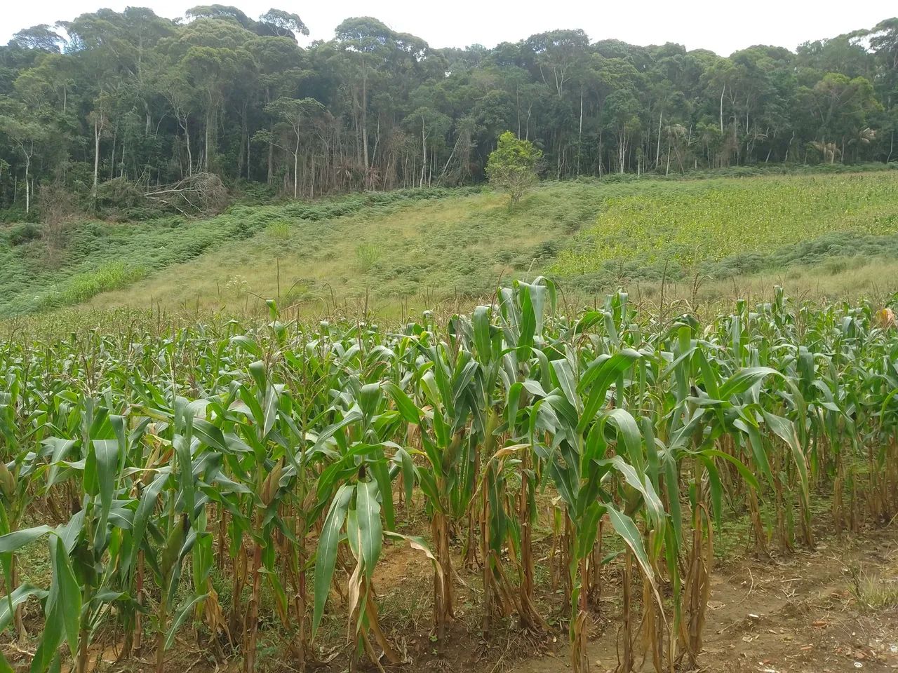 Sítio pedras azul 4 alqueires  - Foto 7