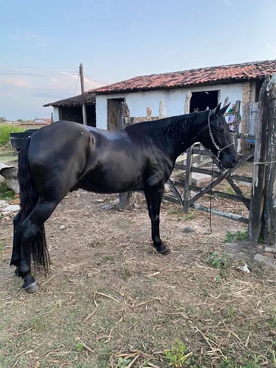 Cavalo de passeio(baxeiro) mangalarga