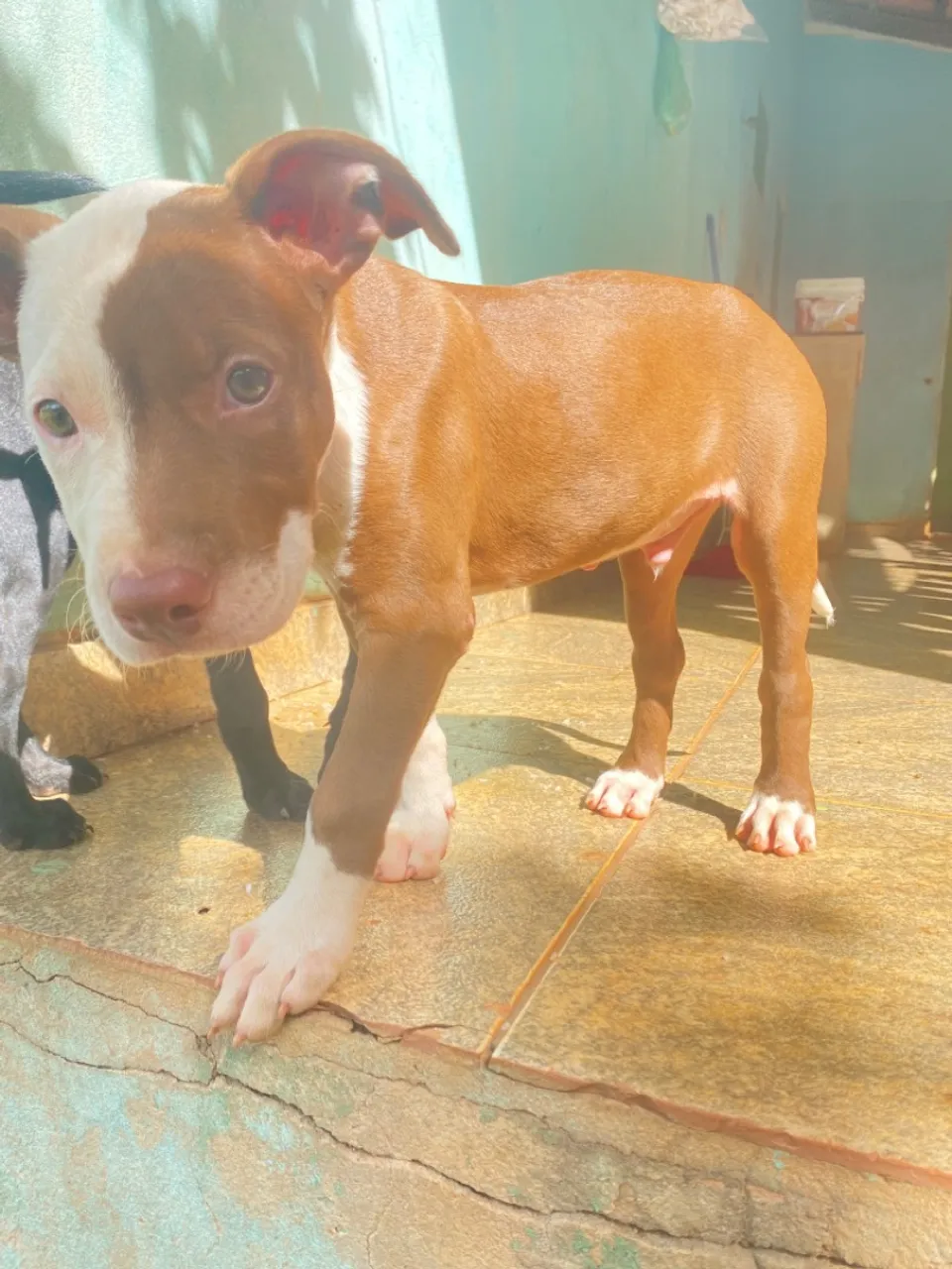 Filhote Pitbull