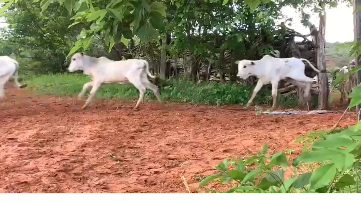 Vacas Nelore paridas para venda