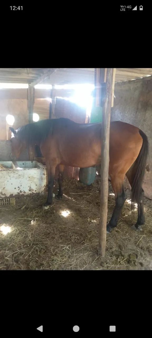 Égua Argentina de engate  - Foto 3