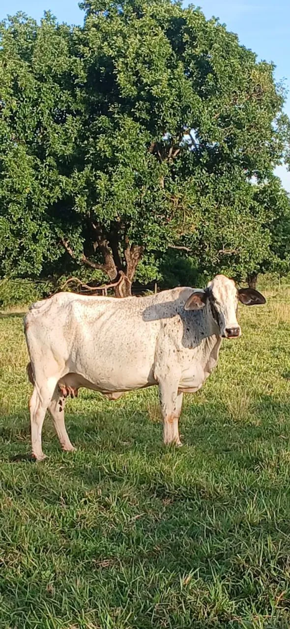 Vaca leiteira