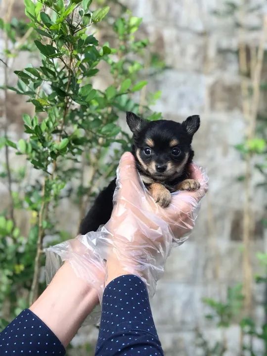 Chihuahua pelagem longa - Machinho disponível - Adquira conosco, atendimento 24 hrs