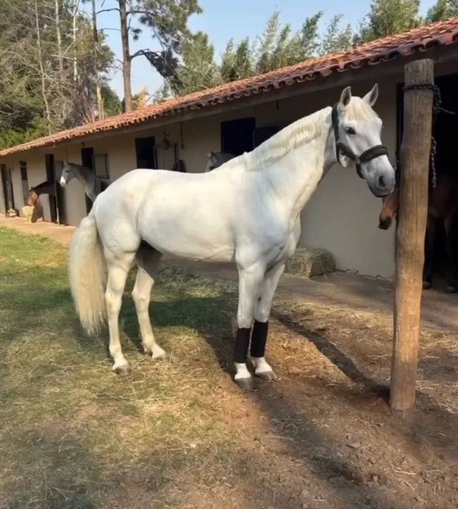 Cavalo Puro Sangue Lusitano - com Registro- salto e adestramento - Foto 5