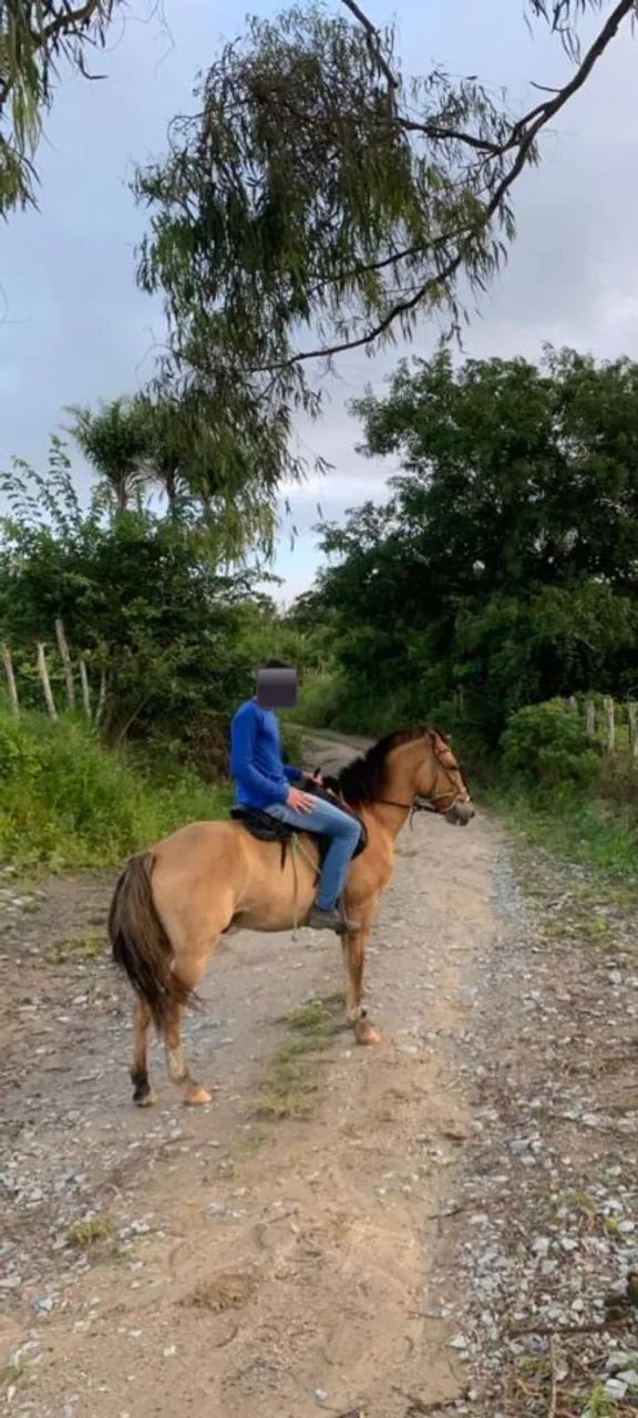 Cavalo com passada - Bom e novo  - Foto 4