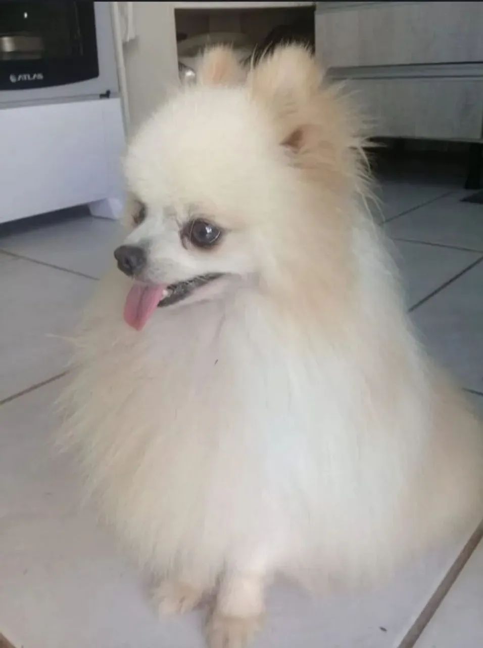 Spitz Alemão Macho anão  - Foto 2