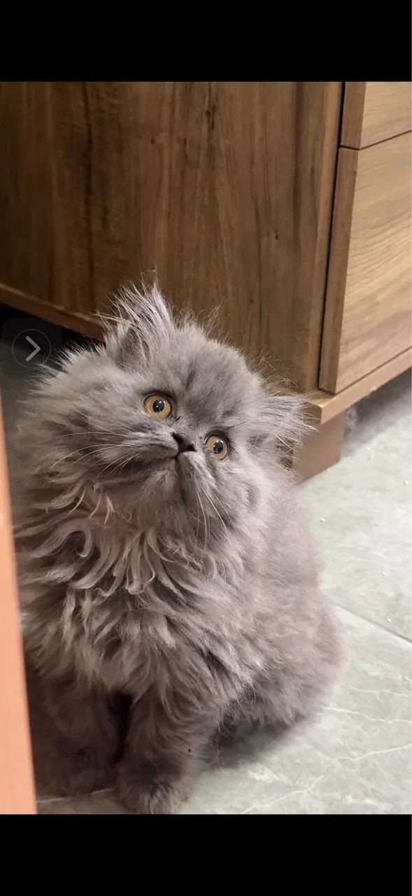 Filhote persa 