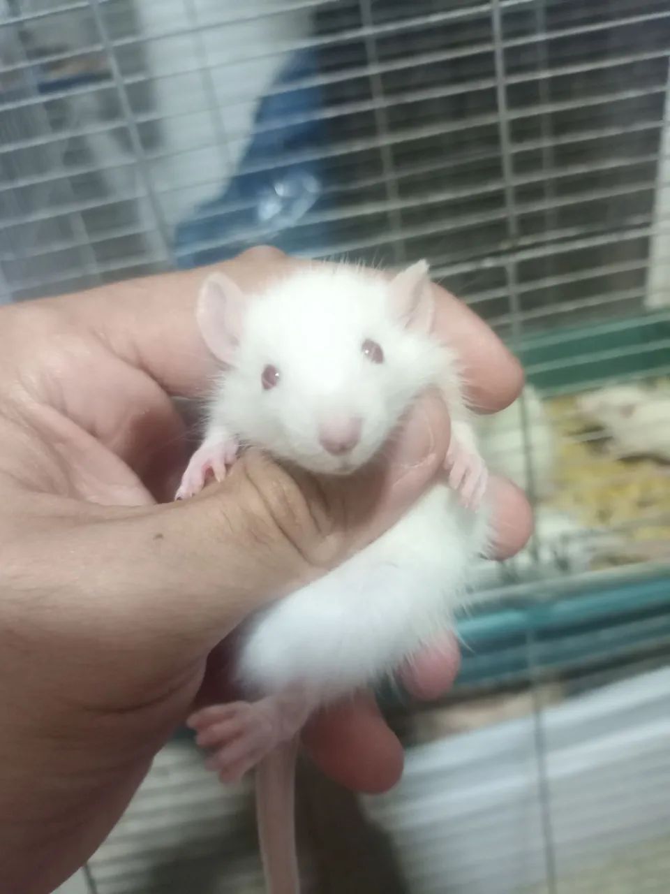 Procurando um pet inteligente,sociável e super carinhoso ? - Foto 5