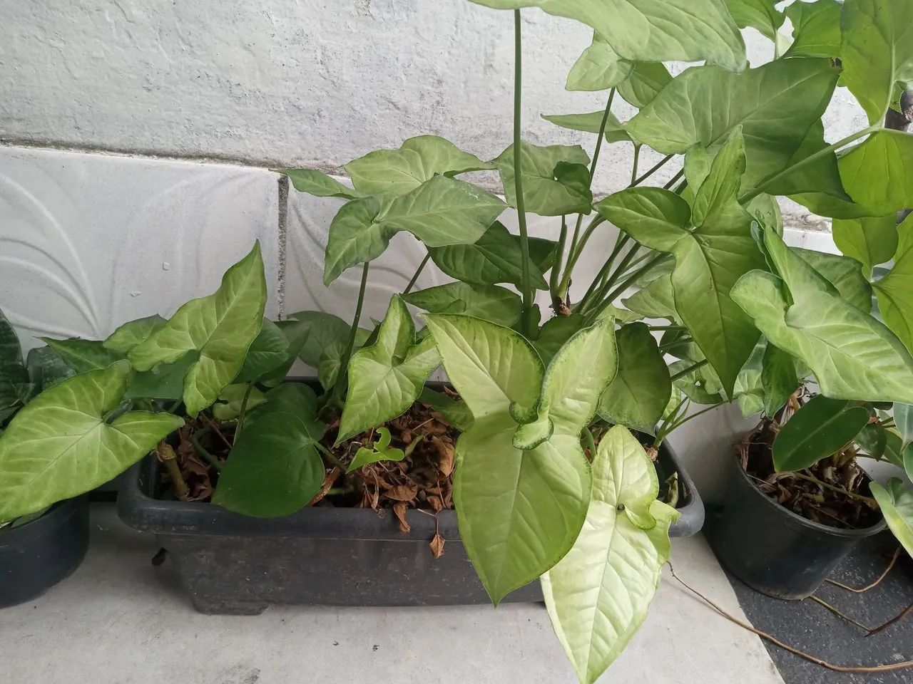 Plantas diversas 