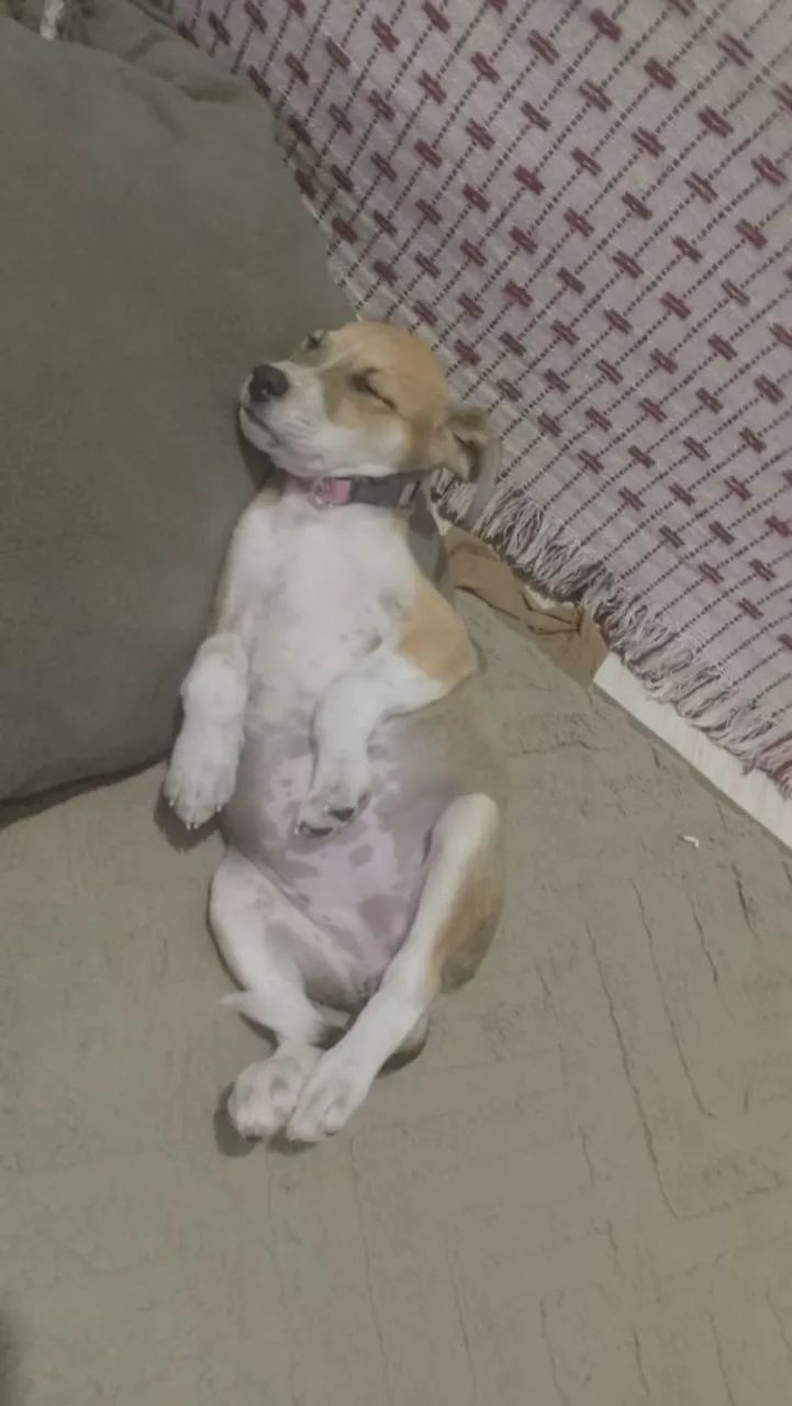 Filhote de cachorro