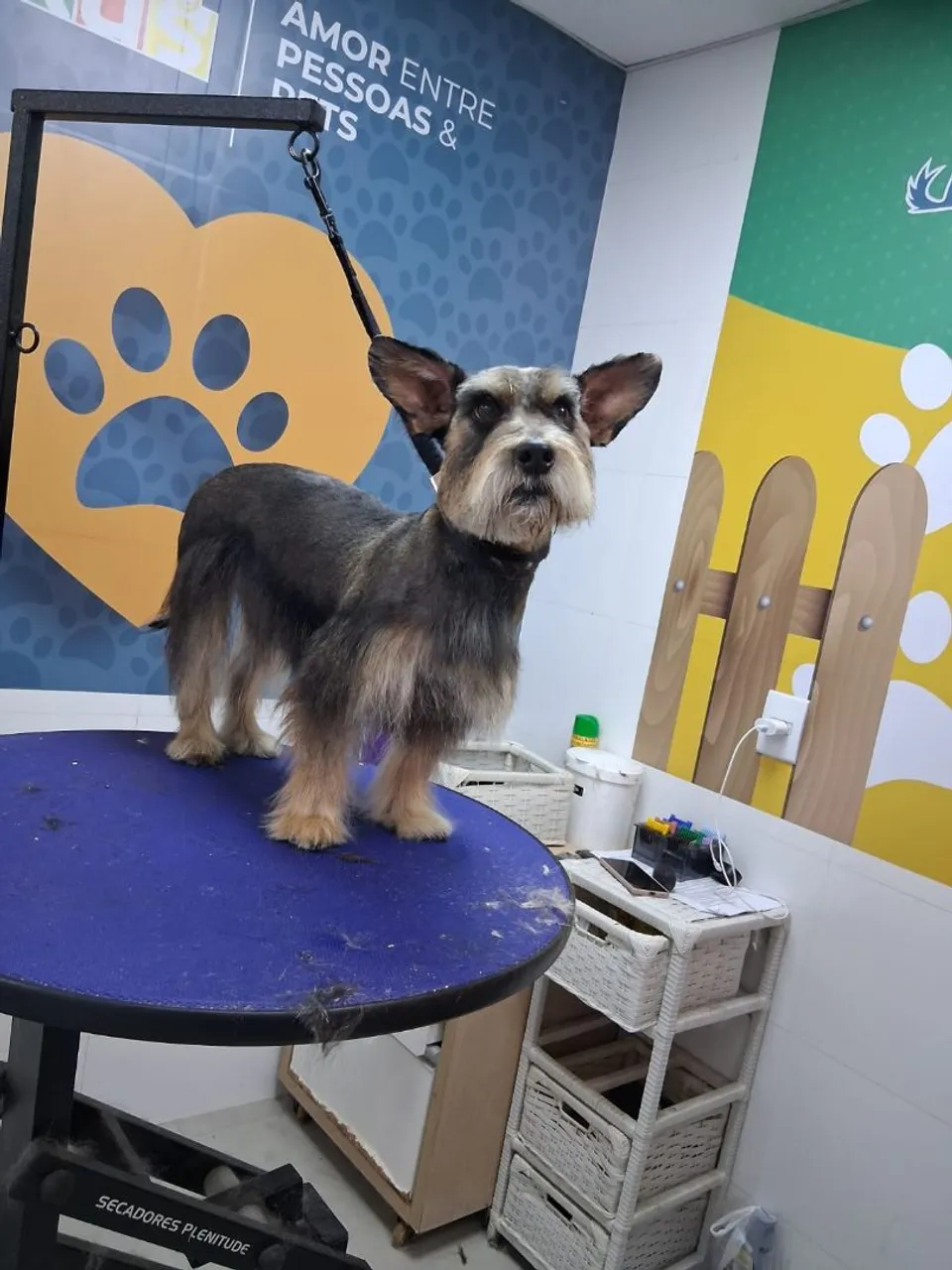 Schnauzer tosado e pronto para um novo lar!